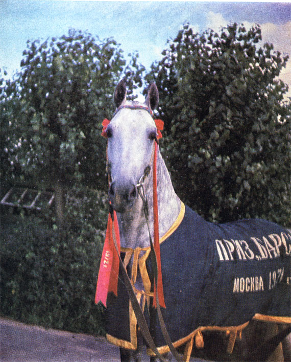 Выдающийся орловский рысак Пион 2.03,5 после выигрыша приза Барса на Московском ипподроме, 1970 г