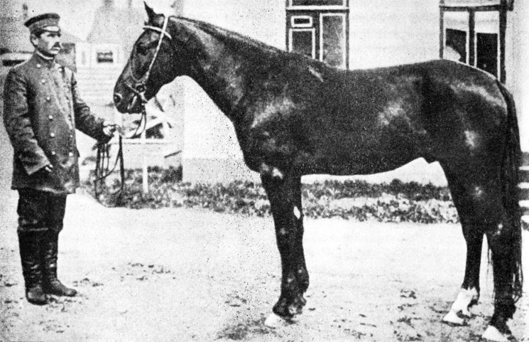Знаменитый орловский рысак Хваленый 2.15,6, рождения 1892 г. Дубровского конного завода